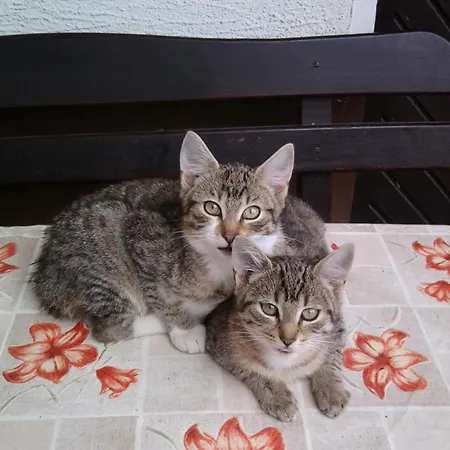 Oberle * 哥根巴赫